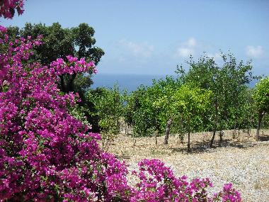 Maison de vacances �/en/au Cefal� (Palermo)ou appartement ou maison de vacances