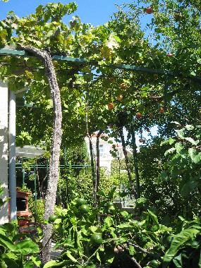 Maison de vacances /en/au Orebić (Dubrovacko-Neretvanska)ou appartement ou maison de vacances