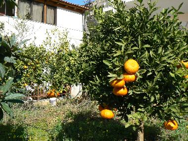 Maison de vacances �/en/au Agia Marina, Koropi (Attiki)ou appartement ou maison de vacances