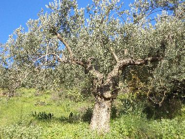 Maison de vacances �/en/au Ermioni (Argolida)ou appartement ou maison de vacances