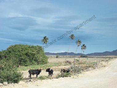 Appartement de vacances �/en/au Sal Rei (Boa Vista)ou appartement ou maison de vacances