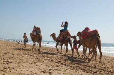 chameau promenades le long de la plage en face de l