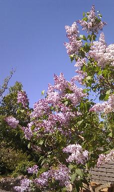 Maison de vacances /en/au Ornaisons (Aude)ou appartement ou maison de vacances