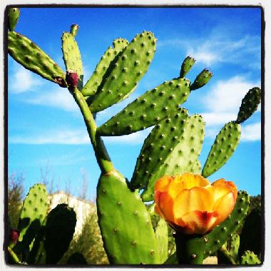 Maison de vacances /en/au Ornaisons (Aude)ou appartement ou maison de vacances