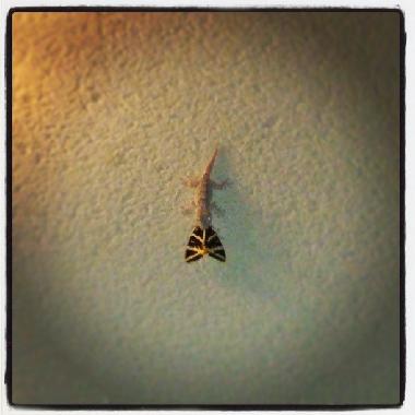 Maison de vacances /en/au Ornaisons (Aude)ou appartement ou maison de vacances