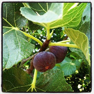 Maison de vacances /en/au Ornaisons (Aude)ou appartement ou maison de vacances