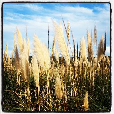 Maison de vacances /en/au Ornaisons (Aude)ou appartement ou maison de vacances