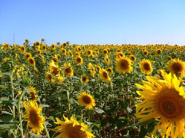 Maison de vacances /en/au Arcos de la Frontera (Cdiz)ou appartement ou maison de vacances
