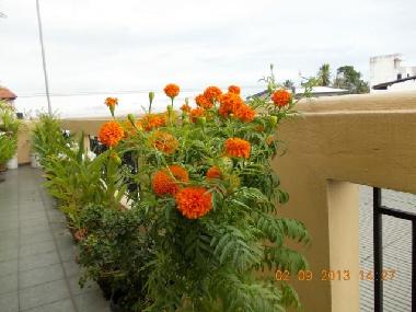 Appartement de vacances �/en/au Dehiwala (Colombo)ou appartement ou maison de vacances