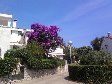 Appartement de vacances /en/au Mali Losinj  (Primorsko-Goranska)ou appartement ou maison de vacances