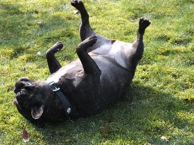 Appartement de vacances /en/au Wanna (Nordsee-Festland / Ostfriesland)ou appartement ou maison de vacances