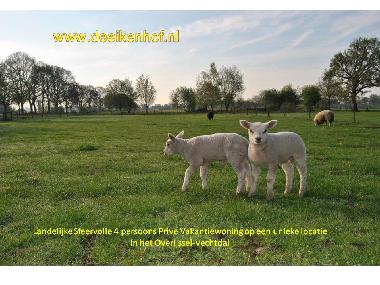 Maison de vacances /en/au Slagharen (Overijssel)ou appartement ou maison de vacances