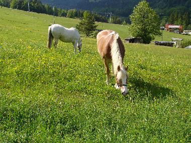 Appartement de vacances �/en/au Kranjska Gora (Kranjska Gora)ou appartement ou maison de vacances