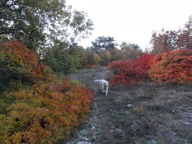 Maison de vacances �/en/au Sezana (Sezana)ou appartement ou maison de vacances