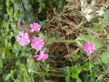 Maison de vacances /en/au Lalaye-Charbes (Bas-Rhin)ou appartement ou maison de vacances