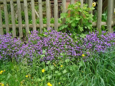 Maison de vacances /en/au Lalaye-Charbes (Bas-Rhin)ou appartement ou maison de vacances