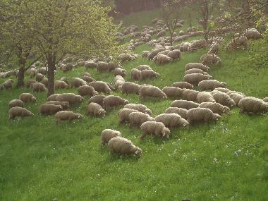 Maison de vacances /en/au Lalaye-Charbes (Bas-Rhin)ou appartement ou maison de vacances