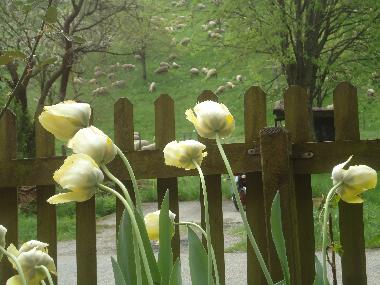 Maison de vacances /en/au Lalaye-Charbes (Bas-Rhin)ou appartement ou maison de vacances