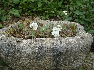 Maison de vacances /en/au Lalaye-Charbes (Bas-Rhin)ou appartement ou maison de vacances