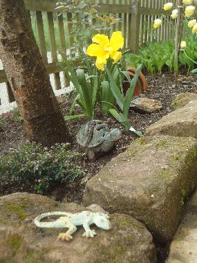 Maison de vacances /en/au Lalaye-Charbes (Bas-Rhin)ou appartement ou maison de vacances