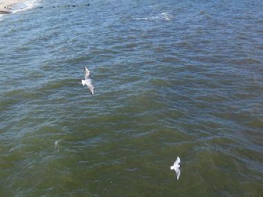 Appartement de vacances �/en/au Beckerwitz (Mecklenburgische Ostseek�ste)ou appartement ou maison de vacances