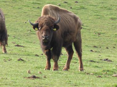 Appartement de vacances �/en/au kaditsch (S�chsisches Burgen-/ Heideland)ou appartement ou maison de vacances