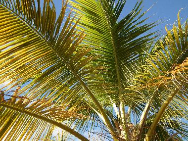 Appartement de vacances �/en/au Curacao (Curacao)ou appartement ou maison de vacances