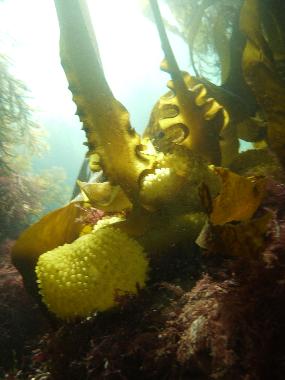 Maison de vacances �/en/au Plouz�lambre (C�tes-d