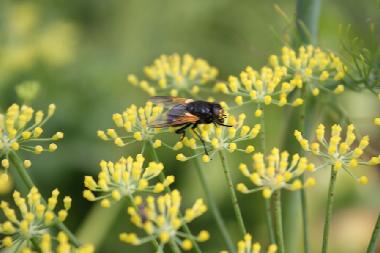 Maison de vacances �/en/au Plouz�lambre (C�tes-d