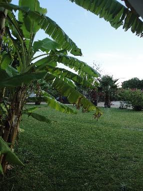 Villa /en/au Algoz (Algarve)ou appartement ou maison de vacances