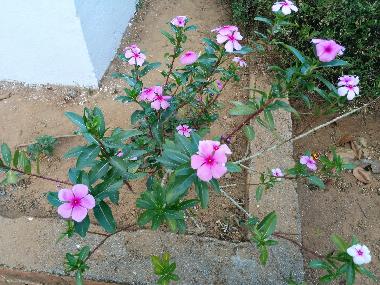 Chambre avec petit d�jeuner �/en/au Virajpet (Karnataka)ou appartement ou maison de vacances