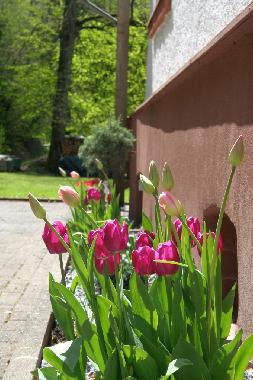 Appartement de vacances /en/au Alf (Mosel - Saar)ou appartement ou maison de vacances