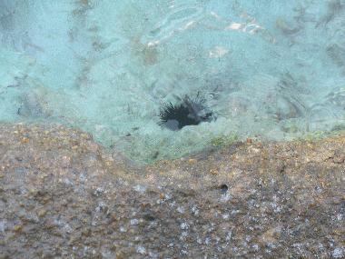 Appartement de vacances /en/au Valledoria (Sassari)ou appartement ou maison de vacances