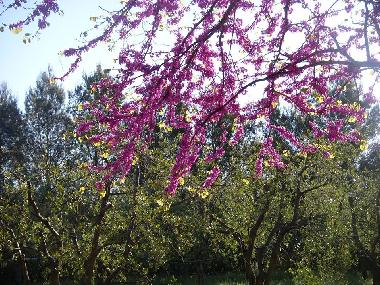 Appartement de vacances /en/au Bibbona (Livorno)ou appartement ou maison de vacances