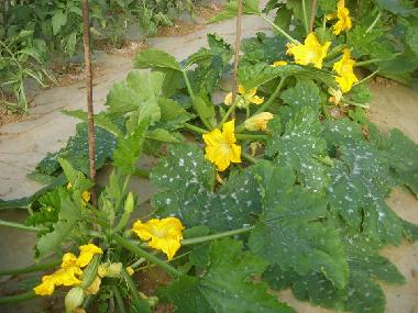 Appartement de vacances /en/au Bibbona (Livorno)ou appartement ou maison de vacances