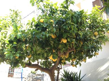 Maison de vacances /en/au Ano Vathi (Samos)ou appartement ou maison de vacances