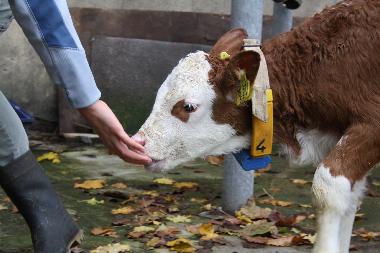 Appartement de vacances �/en/au Urweiler (St. Wendel)ou appartement ou maison de vacances