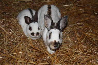 Appartement de vacances �/en/au Urweiler (St. Wendel)ou appartement ou maison de vacances