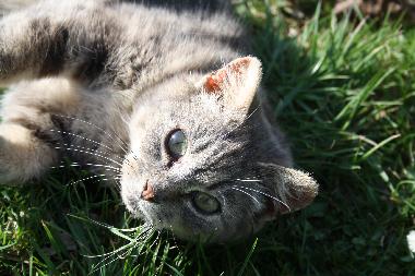 Appartement de vacances �/en/au Urweiler (St. Wendel)ou appartement ou maison de vacances