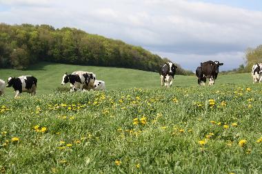 Appartement de vacances �/en/au Urweiler (St. Wendel)ou appartement ou maison de vacances