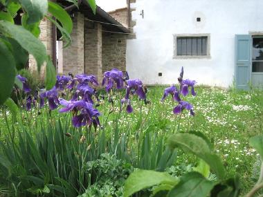 Appartement de vacances /en/au Monte san savino (Arezzo)ou appartement ou maison de vacances