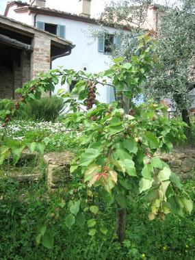 Appartement de vacances /en/au Monte san savino (Arezzo)ou appartement ou maison de vacances