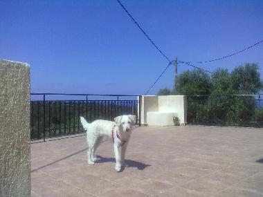 Villa �/en/au Antipata (Kefallinia)ou appartement ou maison de vacances