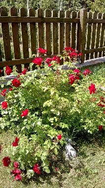 Maison de vacances �/en/au Bolzano (Bolzano-Bozen)ou appartement ou maison de vacances