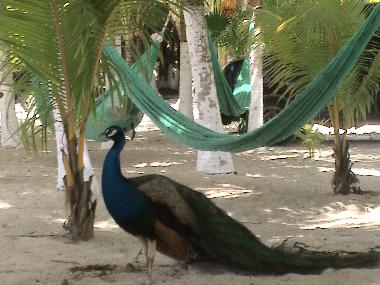Chambre avec petit d�jeuner �/en/au Playa del Carmen (Quintana Roo)ou appartement ou maison de vacances