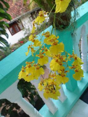 Appartement de vacances �/en/au Beruwala (Kalutara)ou appartement ou maison de vacances