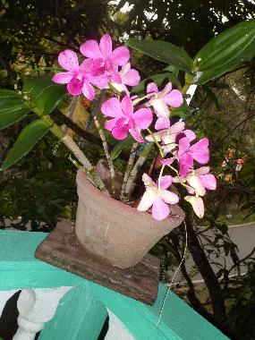 Appartement de vacances �/en/au Beruwala (Kalutara)ou appartement ou maison de vacances