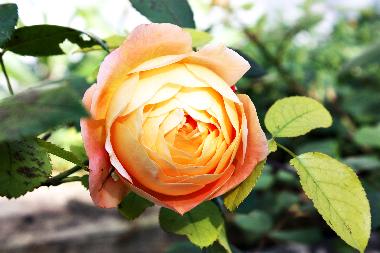 Appartement de vacances �/en/au Potsdam OT Neu Fahrland (Potsdam, Kreisfreie Stadt)ou appartement ou maison de vacances