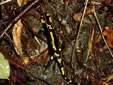 Appartement de vacances /en/au Viganella (VB) (Verbano-Cusio-Ossola)ou appartement ou maison de vacances