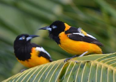 Appartement de vacances �/en/au Curacao (Curacao)ou appartement ou maison de vacances